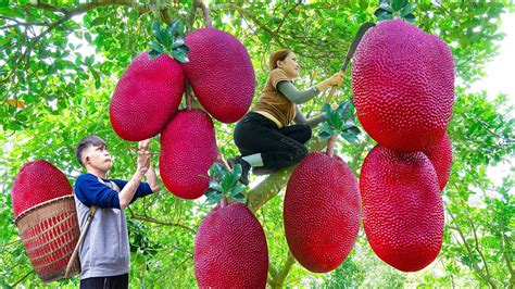 Harvesting Giant Red Jackfruit Make Steamed Jackfruit Goes To The