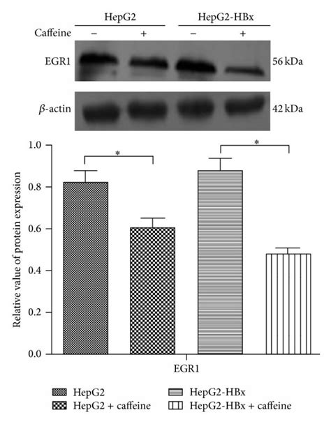 Inhibition Of Caffeine On The Expression Of Mpges Through Egr In Hbx