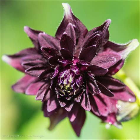 Aquilegia Vulgaris Var Stellata Black Barlow Columbine Black