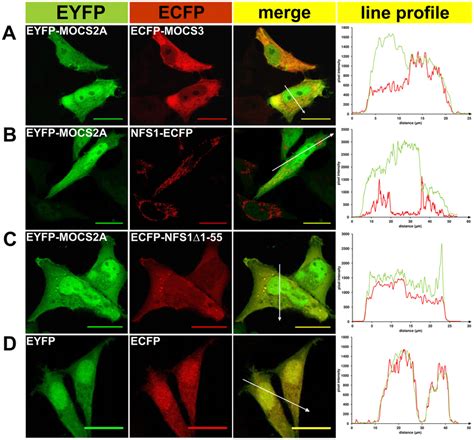 Fluorescent Microscopy Of EYFP ECFP Fusion Proteins Expressed In HeLa