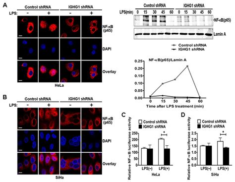 Reduction of IgG impaired LPS Induced NF κB activation and nuclear