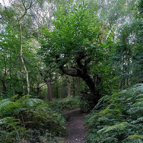 Sweet Chestnut Tree Crackley Wood A J Paxton Geograph Britain And