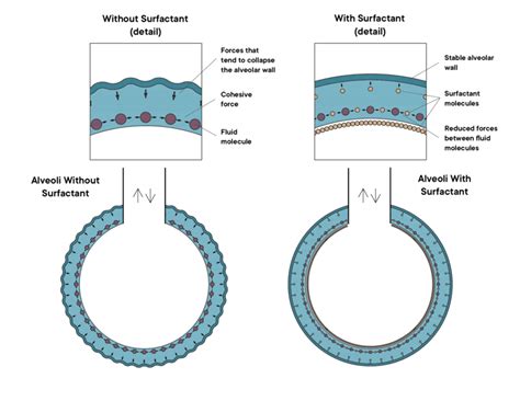 Difference Between Anionic Cationic And Nonionic Surfactants Compare