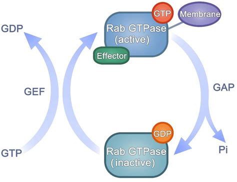 Frontiers Rab Gtpases Central Coordinators Of Membrane Trafficking