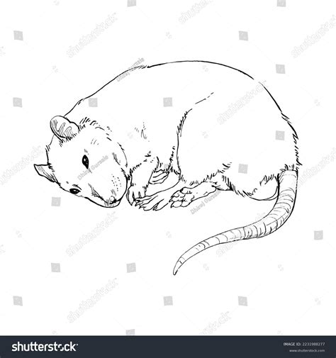 Pencil Sketch Sleeping Rat Black White Stock Illustration 2231988277 | Shutterstock