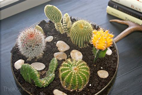 The Koenigs Create: DIY Indoor Cactus Garden