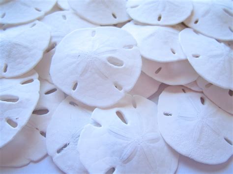 Sand Dollars 25 Pieces Sand Dollar Seashell Craft Supply Beach