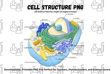 Science PNG File Labeled Cell Biology Functional and Educational ...