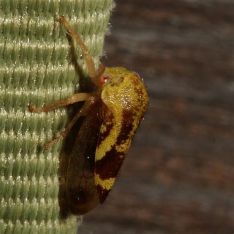 Ophiderma Evelyna Ophiderma Evelyna BugGuide Net