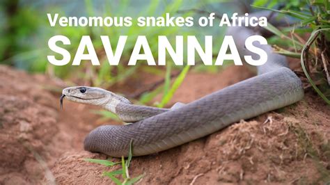 The Venomous Snakes Of Africa Savannas Boomslang Rinkhals Spitting