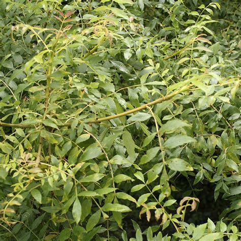 Fraxinus Excelsior Frêne Commun Grand Arbre à Feuilles étroites