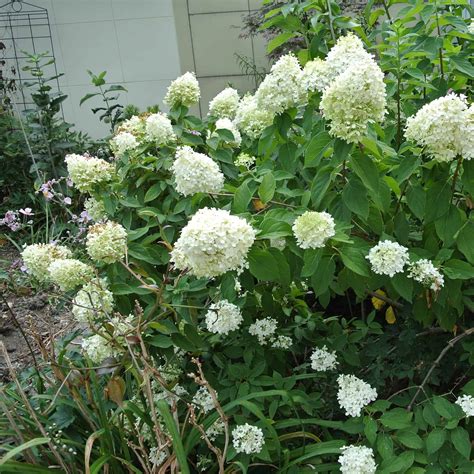 Firelight Hydrangea Care Guide Plantly