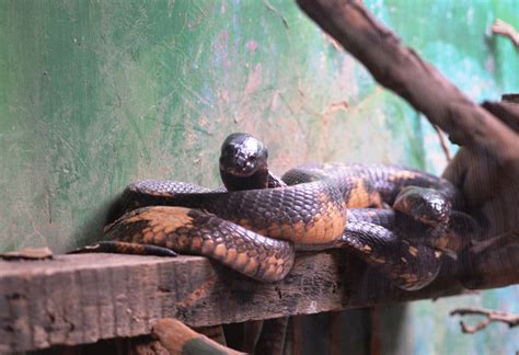 Reptile Village In Entebbe Uganda Safari Vacations Travel Services