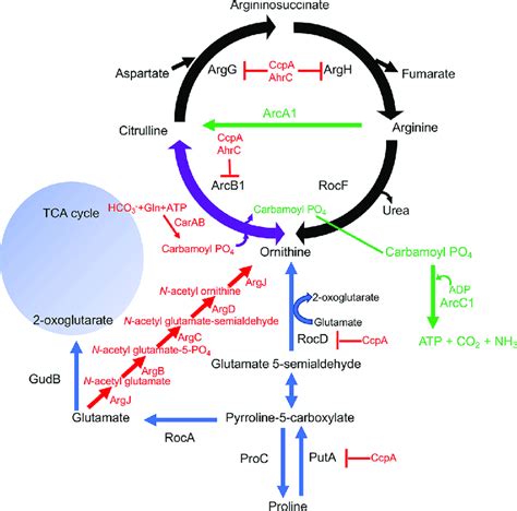 Arginine Metabolic Pathways In Staphylococcus Aureus Proline Serves As