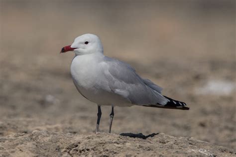 Aprenda A Identificar Estas Cinco Gaivotas Em Portugal Wilder