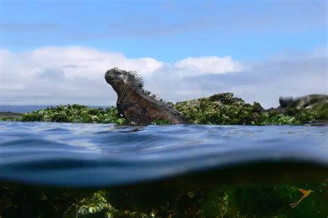 Iguana Marina De Gal Pagos Viajes A Ecuador Y Gal Pagos