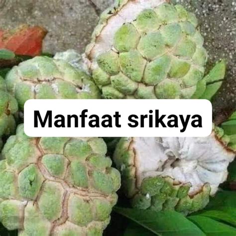 Manfaat Srikaya Buat Kesehatan Posgar