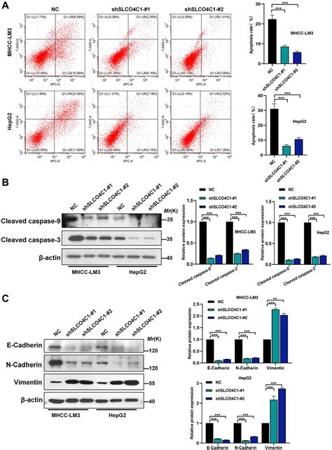 Figure From Identification And Validation Of Slco C As A Biological