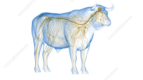 Cattle nervous system, illustration - Stock Image - F035/5209 - Science Photo Library