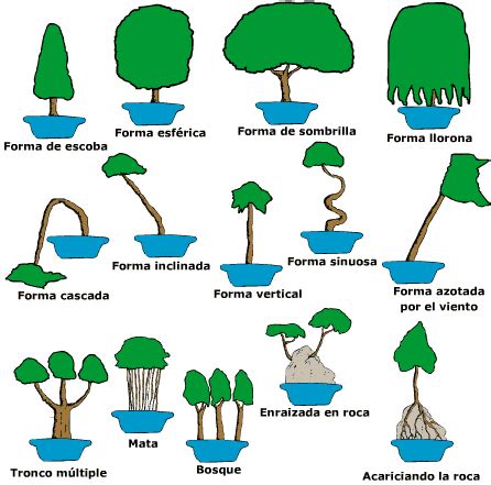 Schlechter Werden Induzieren Ein Satz Como Cultivar Un Bonsai Tante