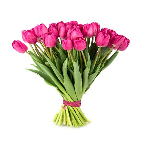 Tulip - Květiny České Budějovice