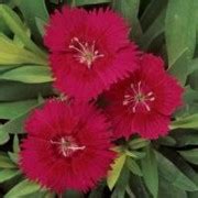 Dianthus Ideal Select Series Wellgrow Horti Trading