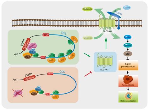 Jci Rbms Regulates Lung Cancer Ferroptosis Through Translational