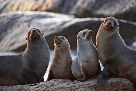 Wildlife in Scotland: Image Special with Scottish Iconic Animals - Walker's Shortbread