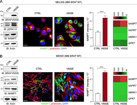 Braf Oncogenic Pathway Activation Selectively Up Regulates Nampt