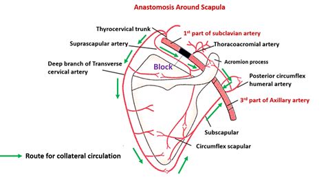 End Arteries Anastomosis And Collateral Circulation Anatomy Qa