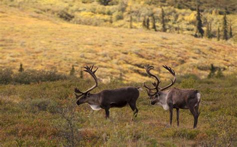 Caribou and their mighty migration | A Moment of Science - Indiana ...