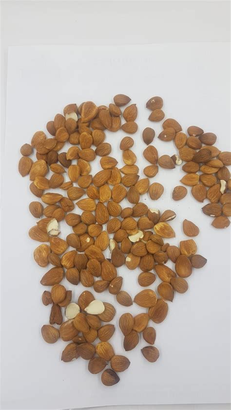 Buy Apricot Kernels Bitter From Foodimpex Gida Sanayi Ve Ticaret As