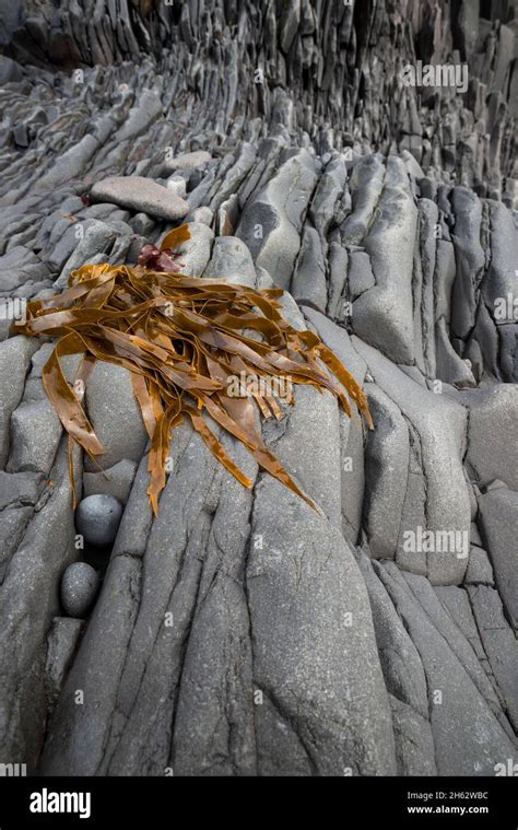 Basalt Rock And Algae On The Coast At Hellnar Hi Res Stock Photography