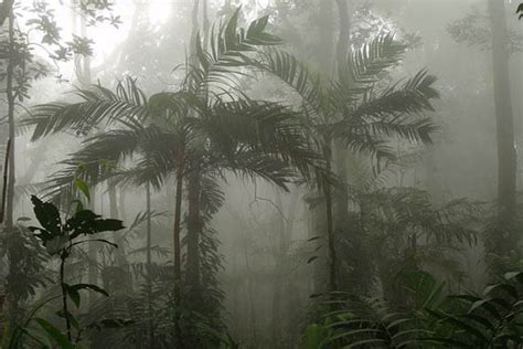 Bosque húmedo tropical características clima flora fauna