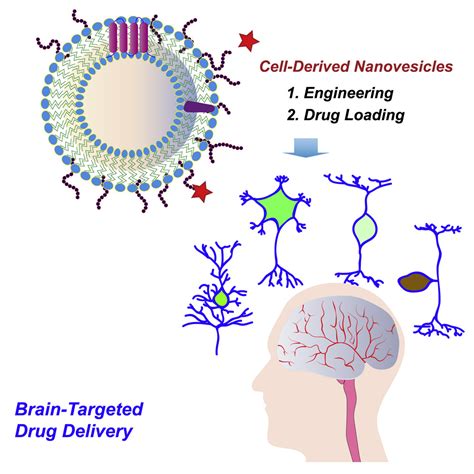 Cell Derived Nanovesicle Mediated Drug Delivery To The Brain