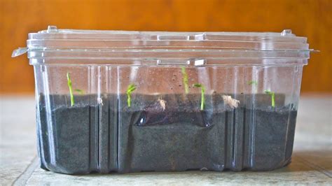 Heres How To Sprout Seeds In Old Plastic Containers Gardening Sun