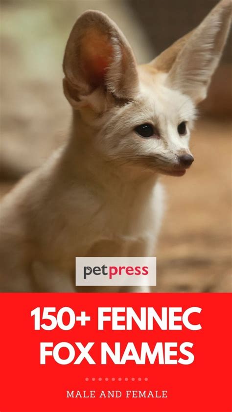 The 150+ Best Fennec Fox Names You Could Ever Find