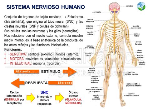 Sistema Nervioso Con Nombres