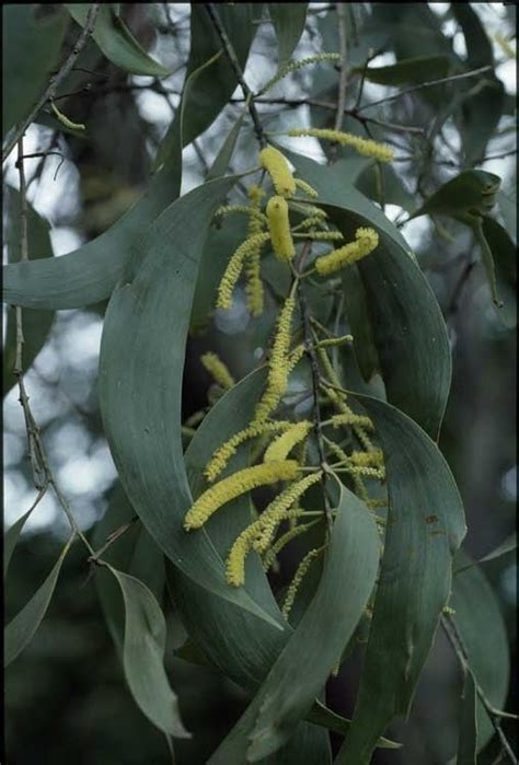 Factsheet Acacia Crassicarpa