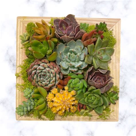 01/20 - Framed Succulent Wall Art Workshop - San Diego Botanic Garden