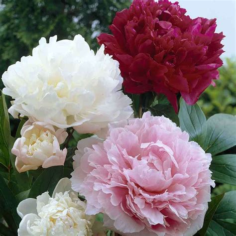 Paeonia Collection Sibullilled