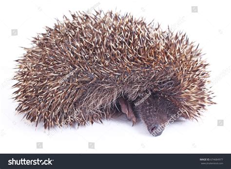 Cute Wild Hedgehog Hedgehog Closeup Hedgehog Stock Photo 674684977