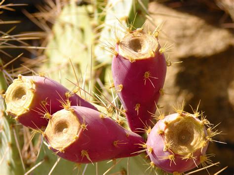 Fotos Gratis Naturaleza Cactus Desierto P Talo Comida Produce