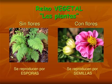 Plantas Sin Semillas Como Se Llaman Dinami