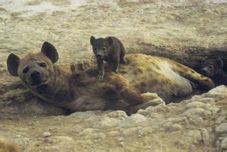 The Painful Realities of Hyena Sex | Live Science