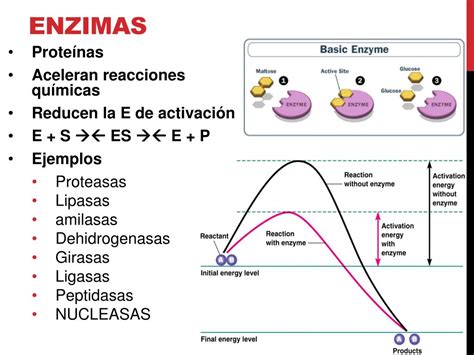 Ppt Enzimas De Restricción Powerpoint Presentation Free Download