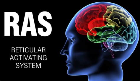Understand And Support The Reticular Activating System