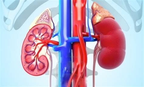 Kidney (Renal) Transplant Surgery - Dr. Stephen Almond | Texas ...