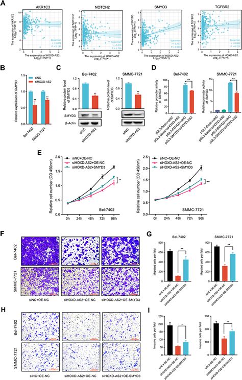 Lncrna Hoxd As And Smyd Facilitates Hcc Progression Jhc