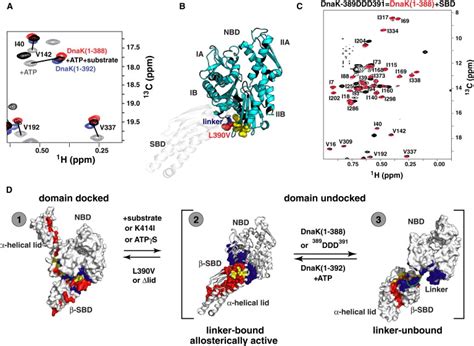 An Interdomain Energetic Tug Of War Creates The Allosterically Active